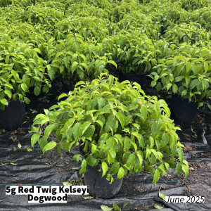 June 2025 5g Red Twig Kelseyi Dogwood Group for Website